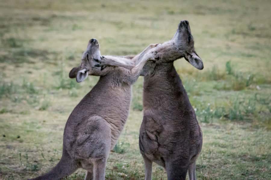 From Melbourne: 2-Day Great Ocean Road & Grampians Escape - The 12 Apostles and Loch Ard Gorge