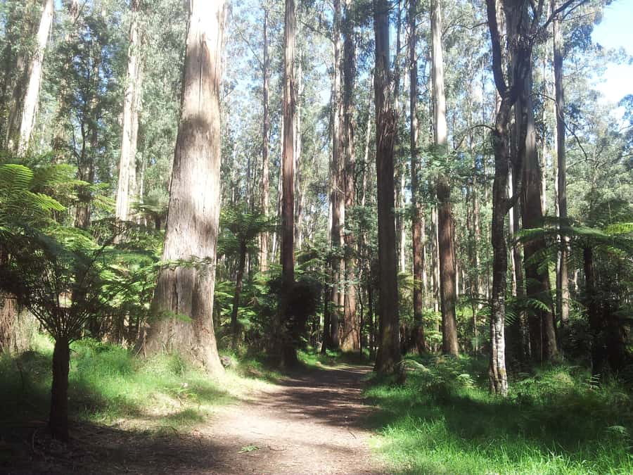 From Melbourne: Dandenong Ranges Private Day Tour - Key points at a glance
