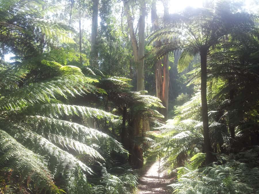 From Melbourne: Dandenong Ranges Private Day Tour - Why this six-hour escape works