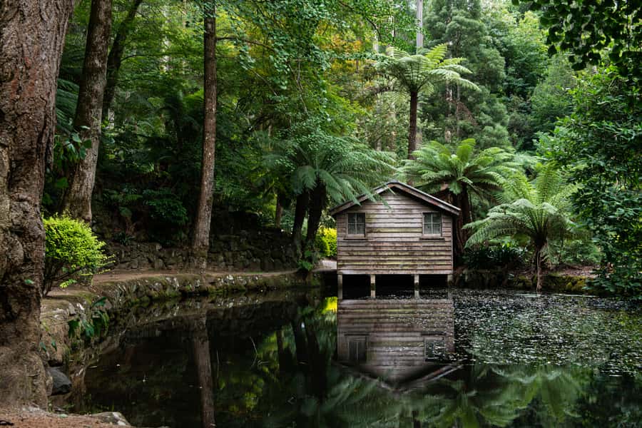 From Melbourne: Dandenong Ranges Private Day Tour - The forest walk among eucalyptus and fern trees