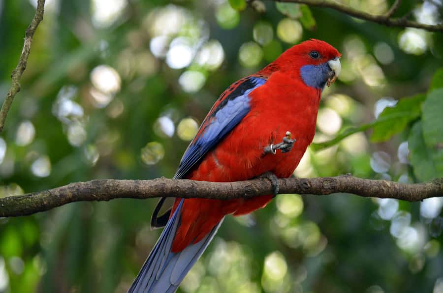 From Melbourne: Dandenong Ranges Private Day Tour - Lunch at a cosy local restaurant
