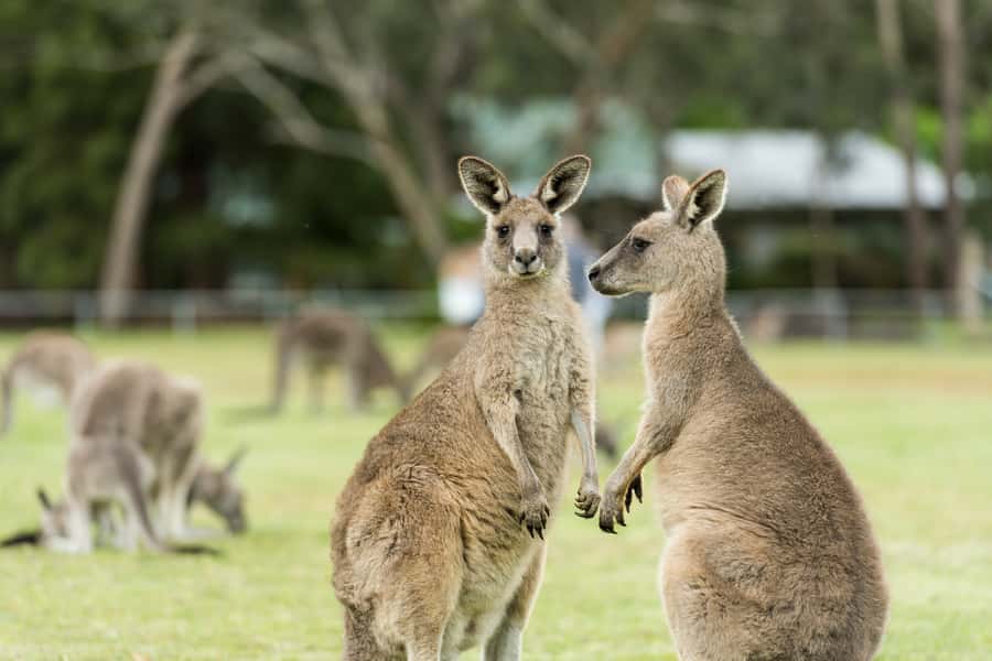 From Melbourne Grampians National Park Kangaroos Guided Tour - Leaving Melbourne for western Victoria