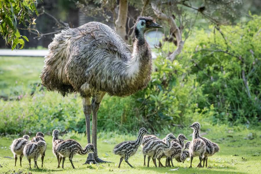 From Melbourne: Grampians National Park Small Group Tour - Gariwerd, wildlife, and Aboriginal connection