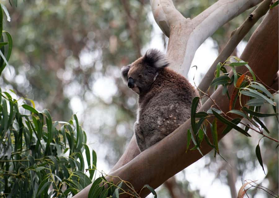 From Melbourne: Great Ocean Road & 12 Apostles Full-Day Tour - Early pickup and the long ride from Melbourne