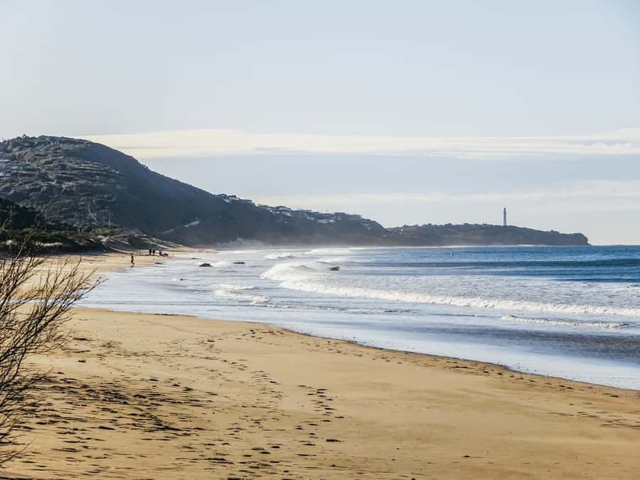 From Melbourne: Great Ocean Road, 12 Apostles, Wildlife Tour - Finding koalas, parrots, and kangaroos