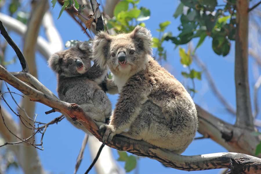From Melbourne: Great Ocean Road, 12 Apostles, Wildlife Tour - Torquay and the surf coast