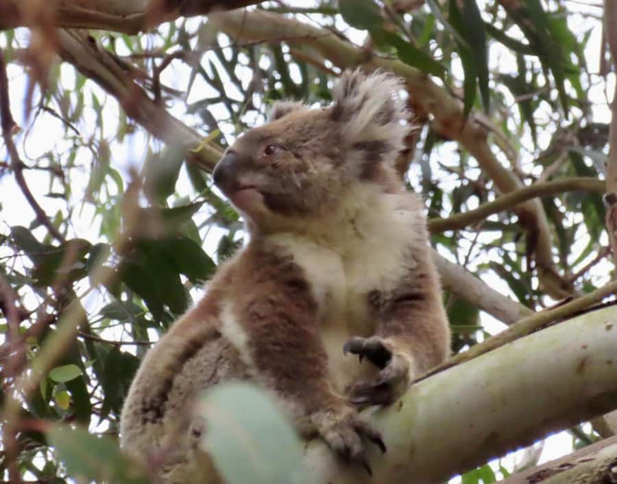 From Melbourne: Great Ocean Road Boutique Tour in Reverse - Gibson Steps, Loch Ard Gorge, and the Razorback