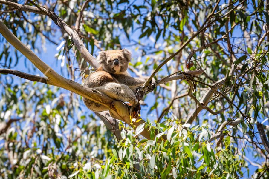 From Melbourne: Great Ocean Road Boutique Tour in Reverse - Kennett River and the search for wild animals