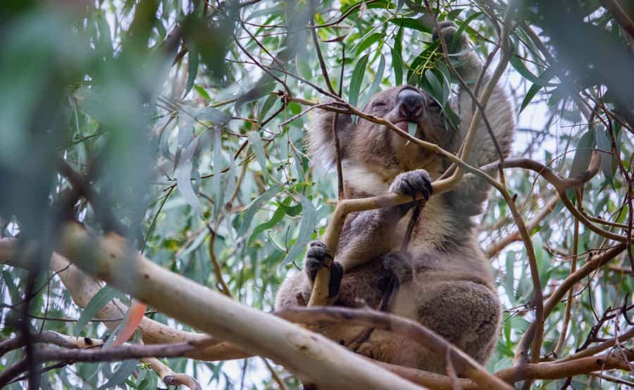 From Melbourne: Great Ocean Road Full-Day Guided Trip - Key things to know before booking