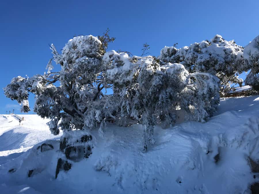 From Melbourne: Mt Buller Snow Day Small Group Boutique Tour - Why the small group matters on a Mt Buller day