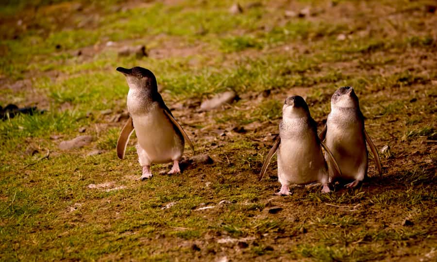 From Melbourne: Penguin Parade Afternoon Tour - Why the afternoon departure works well
