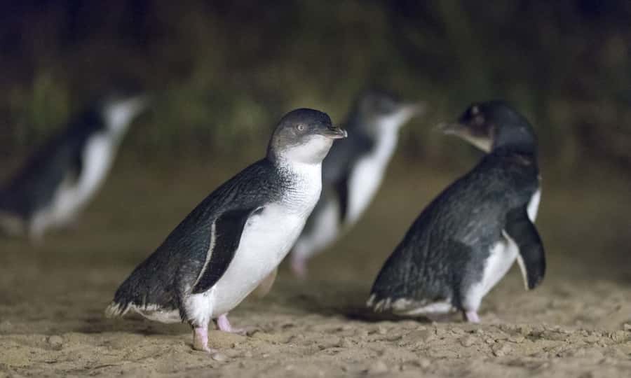 From Melbourne: Penguin Parade Afternoon Tour - The two-hour ride from Melbourne to Phillip Island