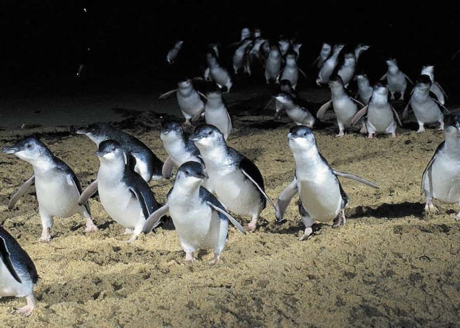 From Melbourne: Penguin Parade, Koalas & Kangaroos - Meeting Australian Wildlife at Moonlit Sanctuary