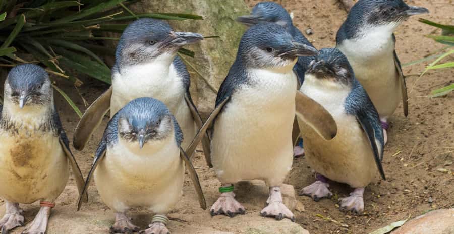 From Melbourne: Penguin Parade, Koalas & Kangaroos - Walking the Nobbies Boardwalk Before Sunset