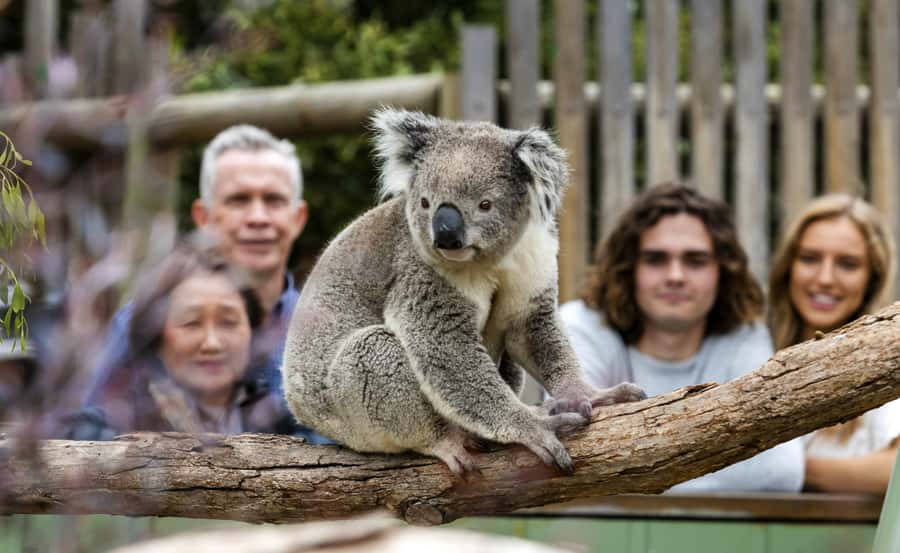 From Melbourne: Penguin Parade, Koalas & Kangaroos - Weather, Walking, and What to Pack