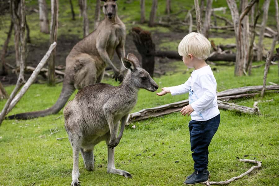 From Melbourne: Penguin Parade, Koalas & Kangaroos - Who Will Get the Most From This Tour