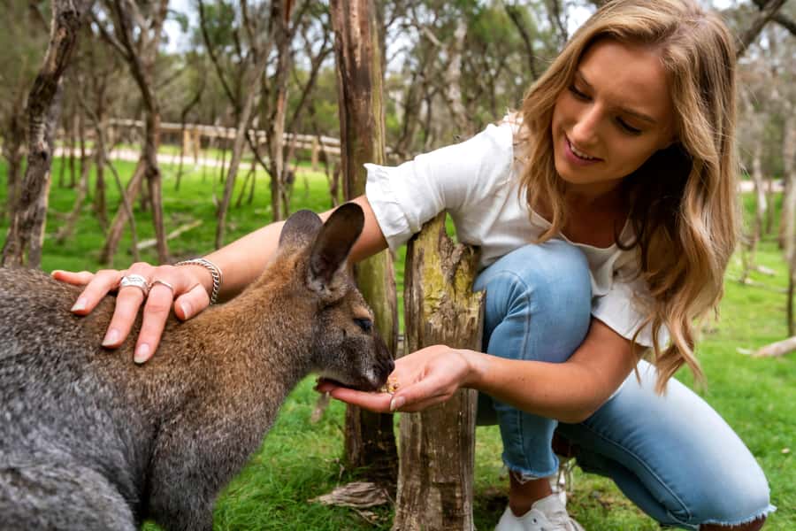 From Melbourne: Penguins and Wildlife Nature Day Tour - Five things worth knowing before you book