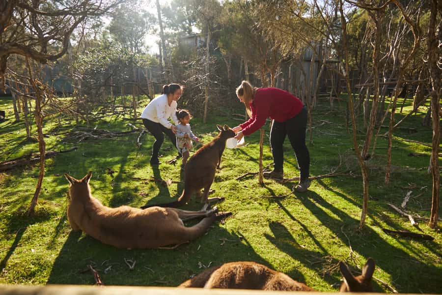 From Melbourne: Penguins and Wildlife Nature Day Tour - The coach rides and the value of a good guide