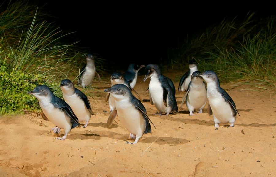 From Melbourne: Penguins and Wildlife Nature Day Tour - Waiting for the little penguins at sunset