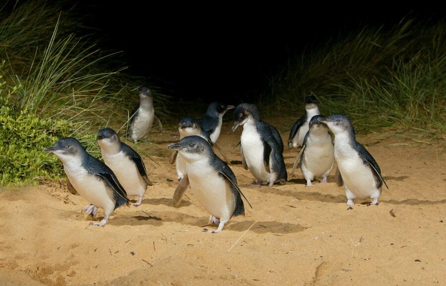From Melbourne: Penguins and Wildlife Nature Day Tour - Should you book it?