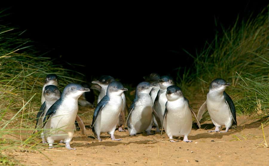 From Melbourne: Penguins and Wildlife Nature Day Tour - Moonlit Sanctuary: close encounters with Australian animals
