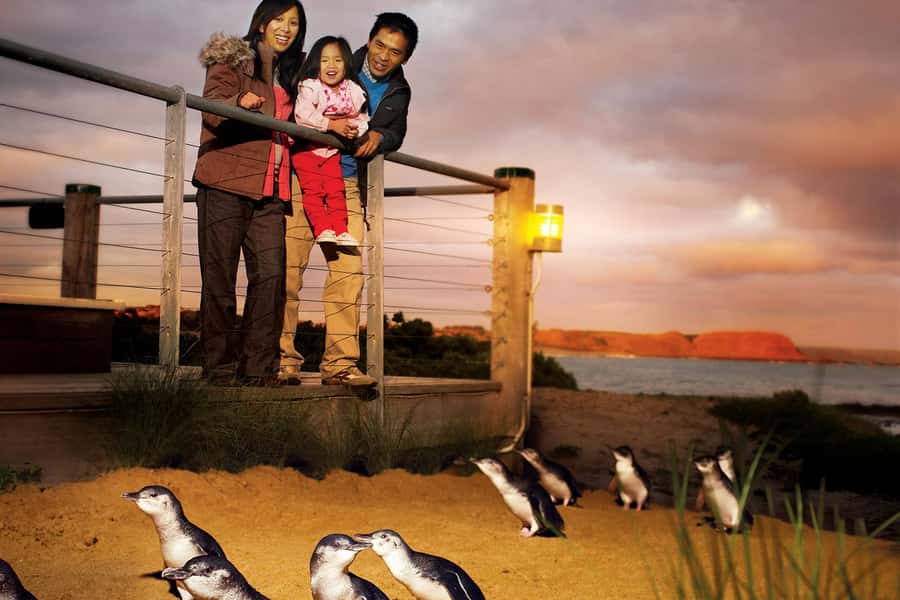 From Melbourne: Phillip Is Penguin Parade & Koala Reserve - Key points to know before booking