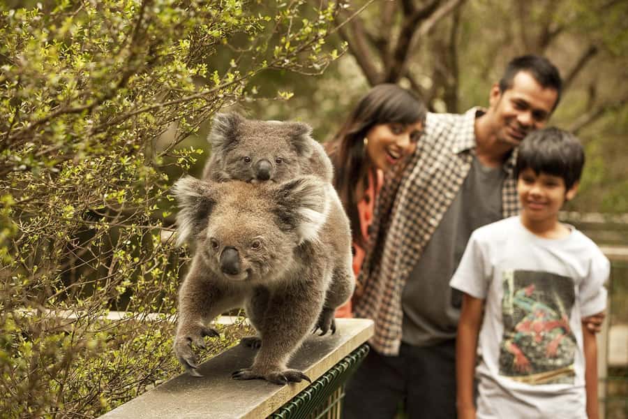 From Melbourne: Phillip Is Penguin Parade & Koala Reserve - Leaving Melbourne from Southern Cross Station
