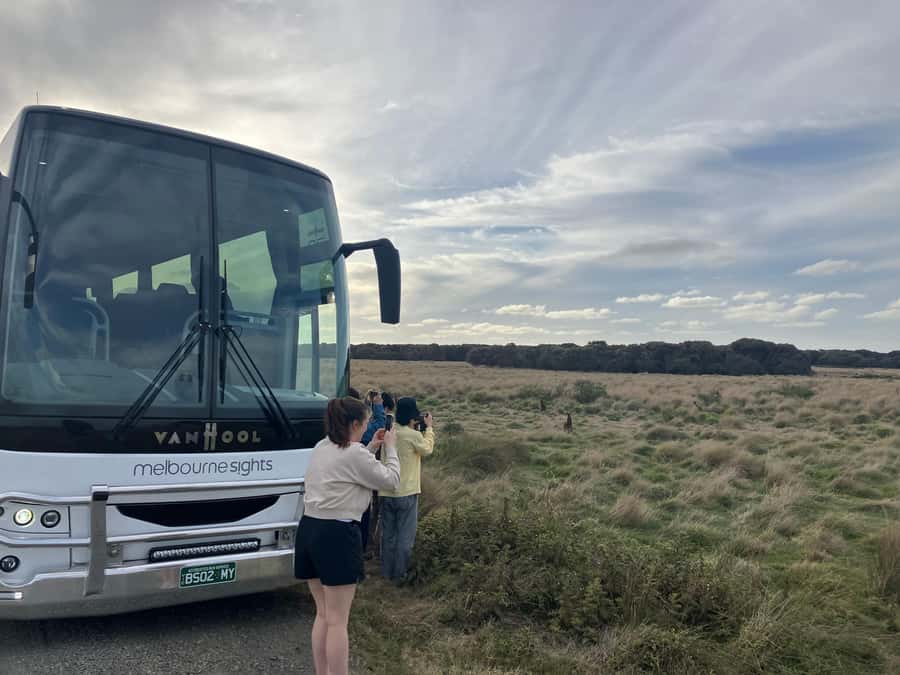 From Melbourne: Phillip Is Penguin Parade & Koala Reserve - Why the guides matter on a long day