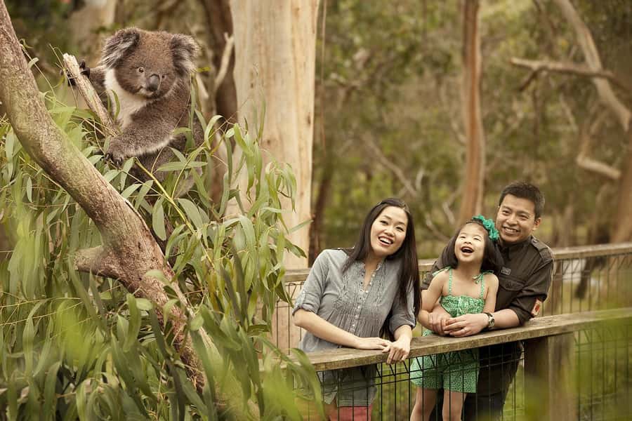 From Melbourne: Phillip Is Penguin Parade & Koala Reserve - Timing, food, and the late return