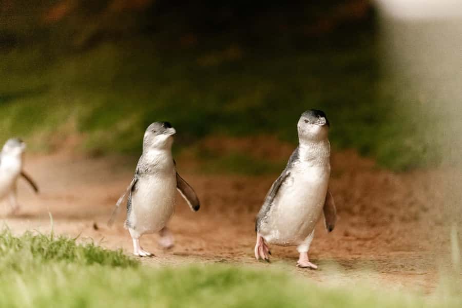 From Melbourne: Phillip Is Penguin Parade & Koala Reserve - One hour among the koalas