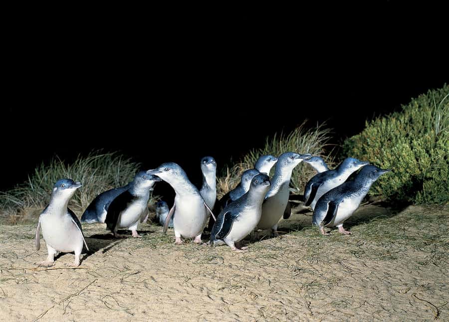 From Melbourne: Phillip Island and Penguin Parade Day Tour - Key points before you book