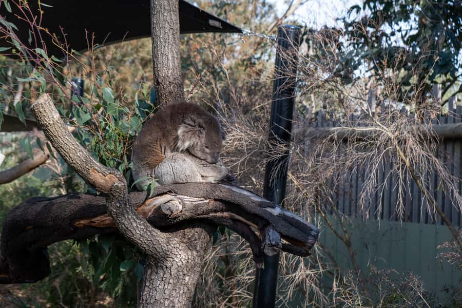 From Melbourne: Phillip Island and Penguin Parade Day Tour - Why this Phillip Island day trip works