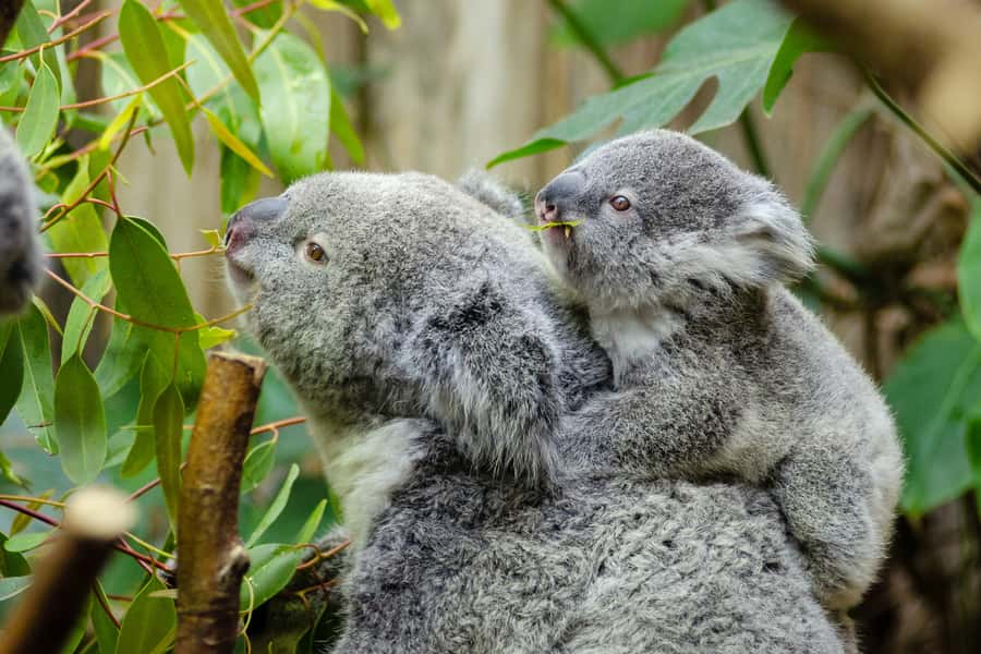 From Melbourne: Phillip Island and Penguin Parade Day Tour - Cape Woolamai gives you a quick taste of the coast