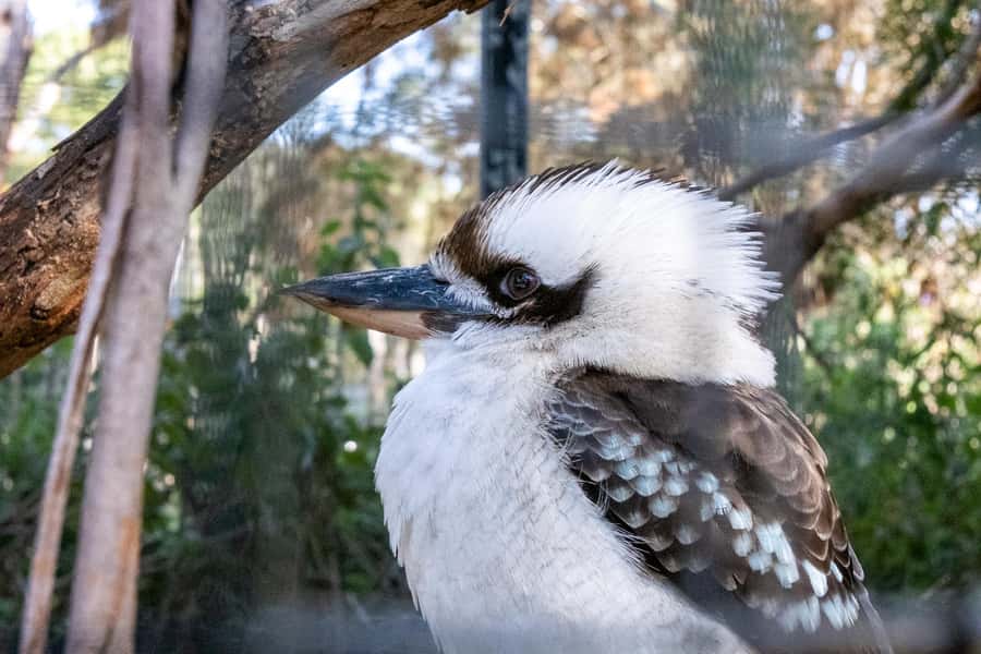 From Melbourne: Phillip Island and Penguin Parade Day Tour - Practical tips for a better day