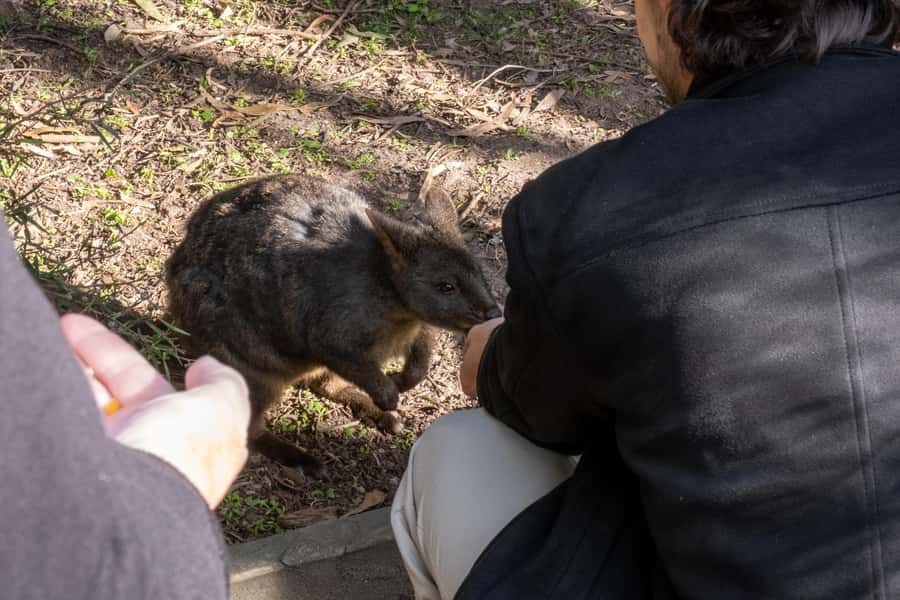 From Melbourne: Phillip Island and Penguin Parade Day Tour - Moonlit Sanctuary: your first close look at Australian wildlife