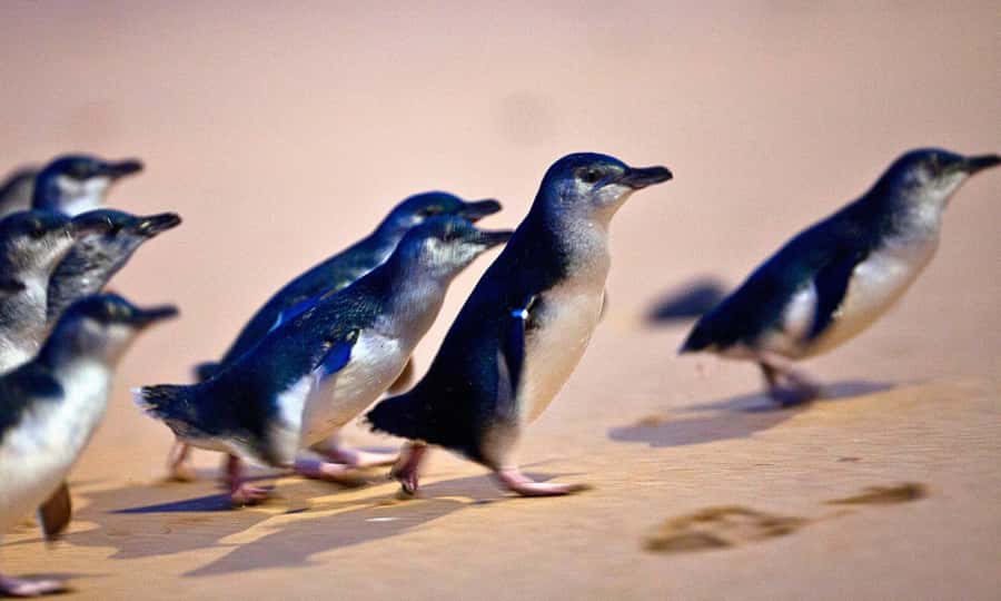 From Melbourne: Phillip Island Penguin Parade Eco Tour - Key points before you book