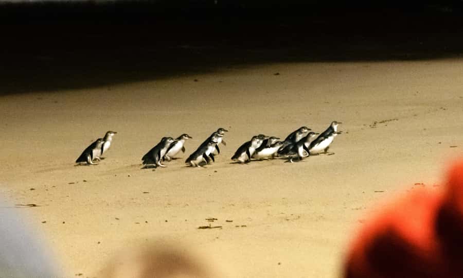 From Melbourne: Phillip Island Penguin Parade Eco Tour - Why this day trip works from Melbourne