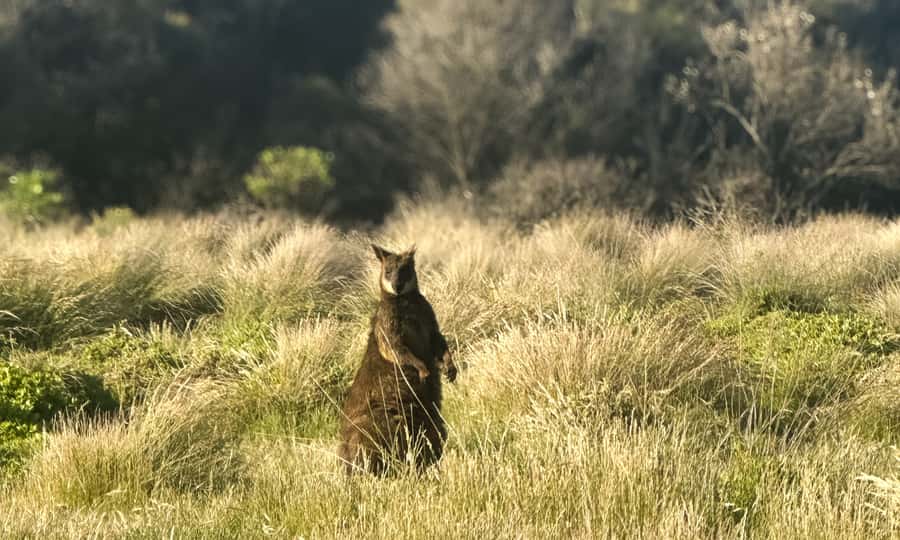 From Melbourne: Phillip Island Penguin Parade Eco Tour - The Penguin Parade: the moment that earns the late return