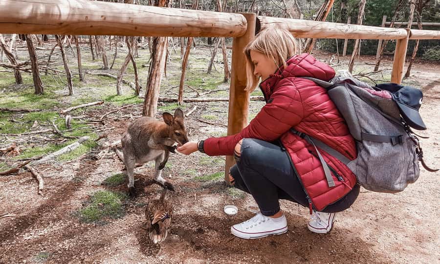 From Melbourne: Phillip Island Penguin Parade Eco Tour - Moonlit Sanctuary: your first close look at Australian wildlife