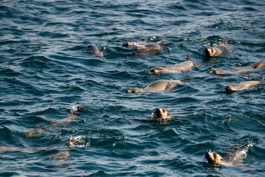 From Melbourne: Phillip Island Penguin Parade Express Tour - Why the Penguin Parade is worth the long evening
