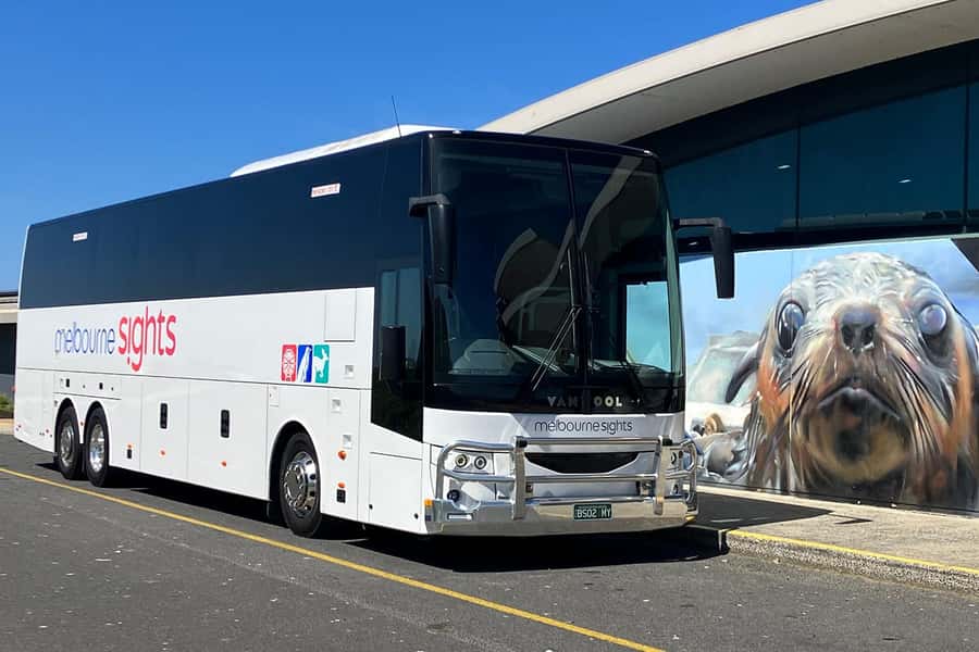 From Melbourne: Phillip Island Penguin Parade Express Tour - What the outdoor viewing is really like