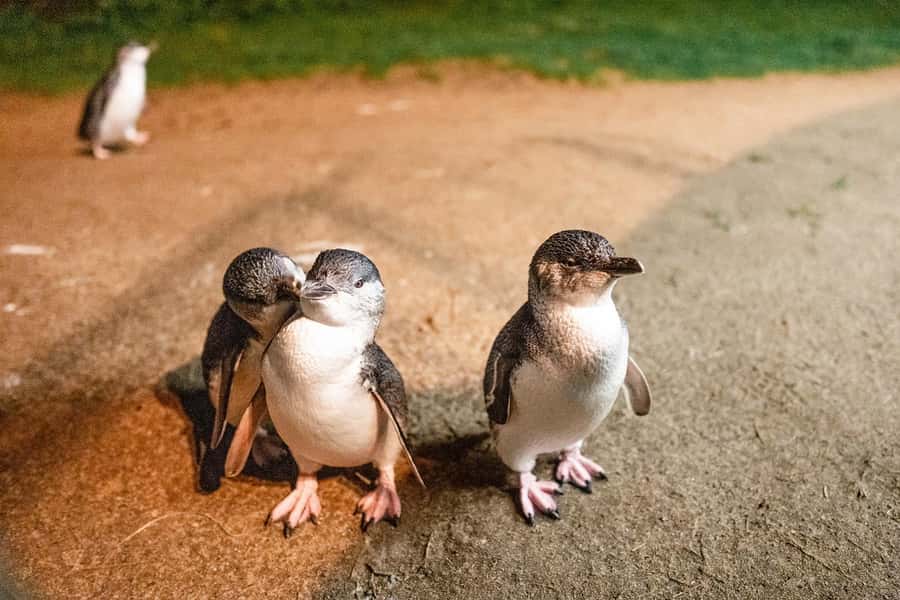 From Melbourne: Phillip Island Penguin Parade Express Tour - Leaving Melbourne for the Bass Coast