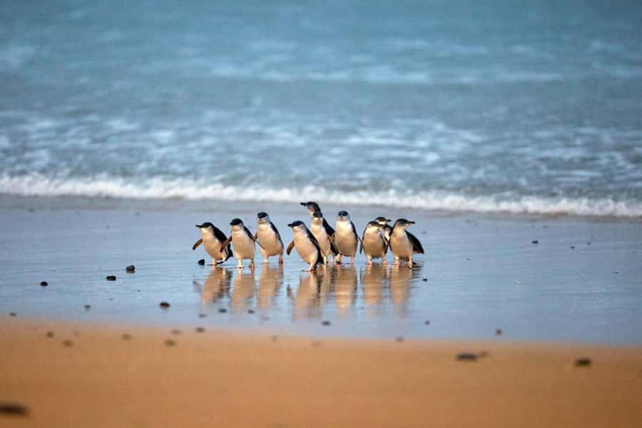 From Melbourne: Phillip Island Penguin Parade & Koalas Tour - Koalas on the boardwalk at the Conservation Reserve