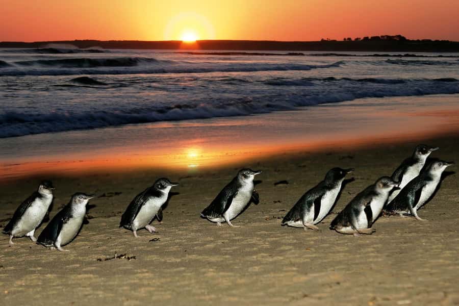 From Melbourne: Puffing Billy and Penguin Parade Combo Tour - Five things worth knowing before you book