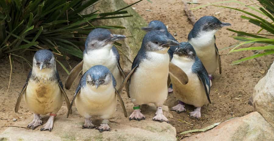 From Melbourne: Puffing Billy and Penguin Parade Combo Tour - The Nobbies boardwalk and Seal Rock views