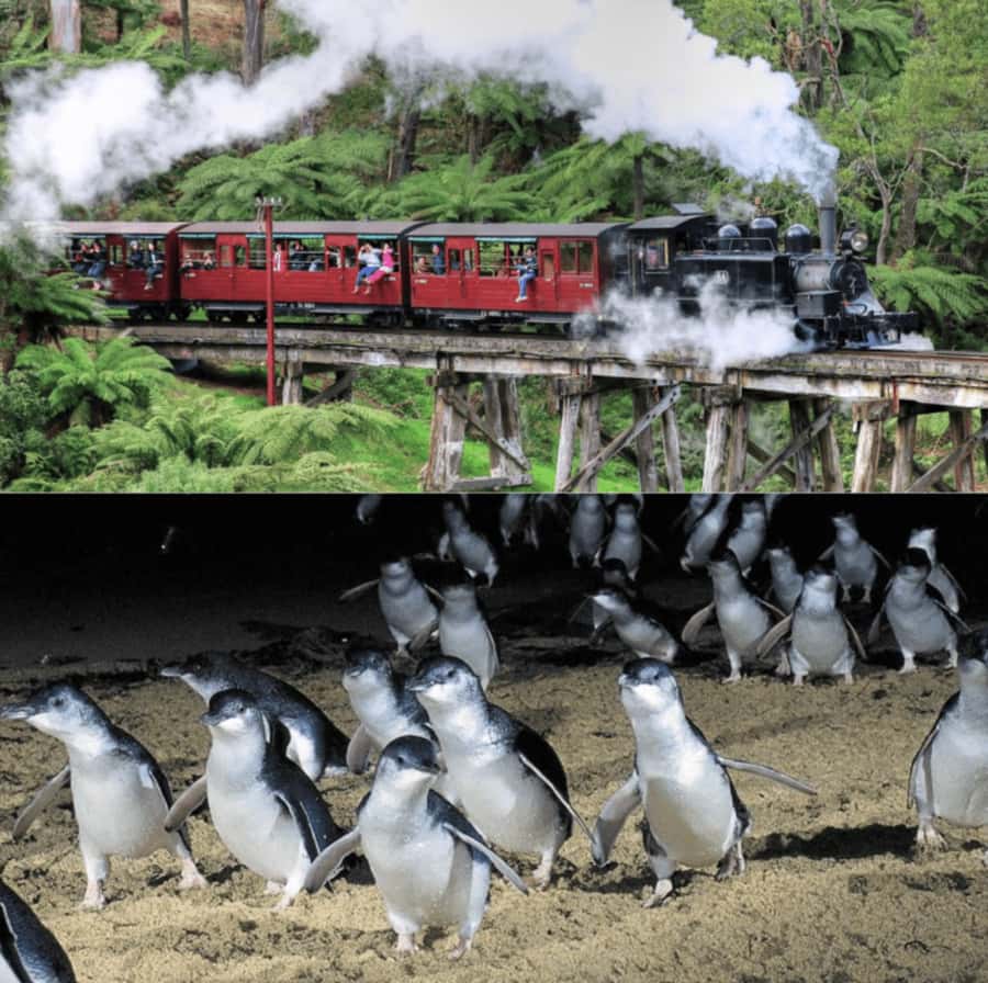 From Melbourne: Puffing Billy and Penguin Parade Combo Tour - Watching the little penguins come ashore