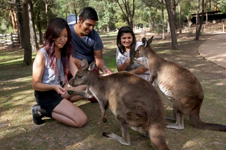 From Melbourne: Puffing Billy Steam Train & Wildlife Tour - Lakeside Visitor Centre and the midday pause