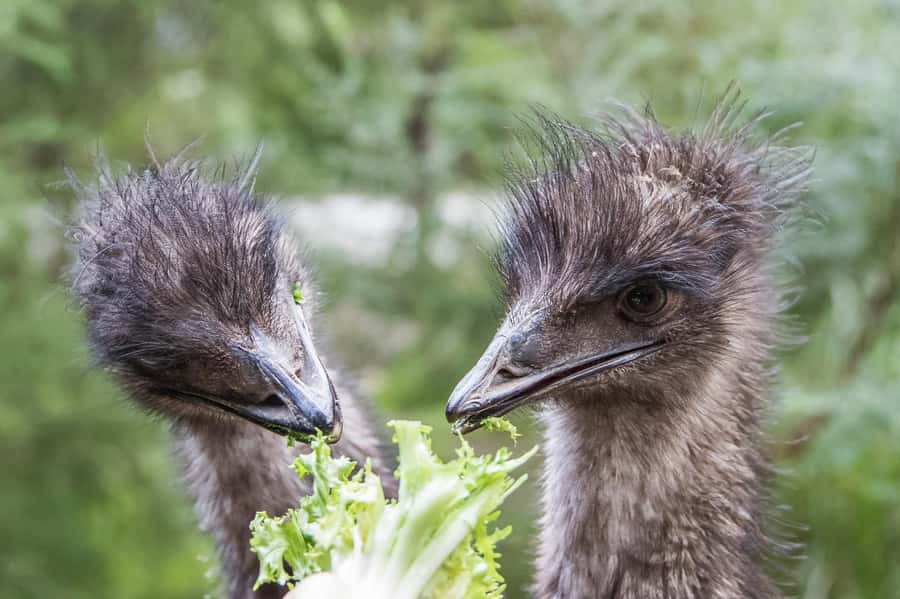 From Melbourne: Puffing Billy Steam Train & Wildlife Tour - Healesville Sanctuary in about two hours