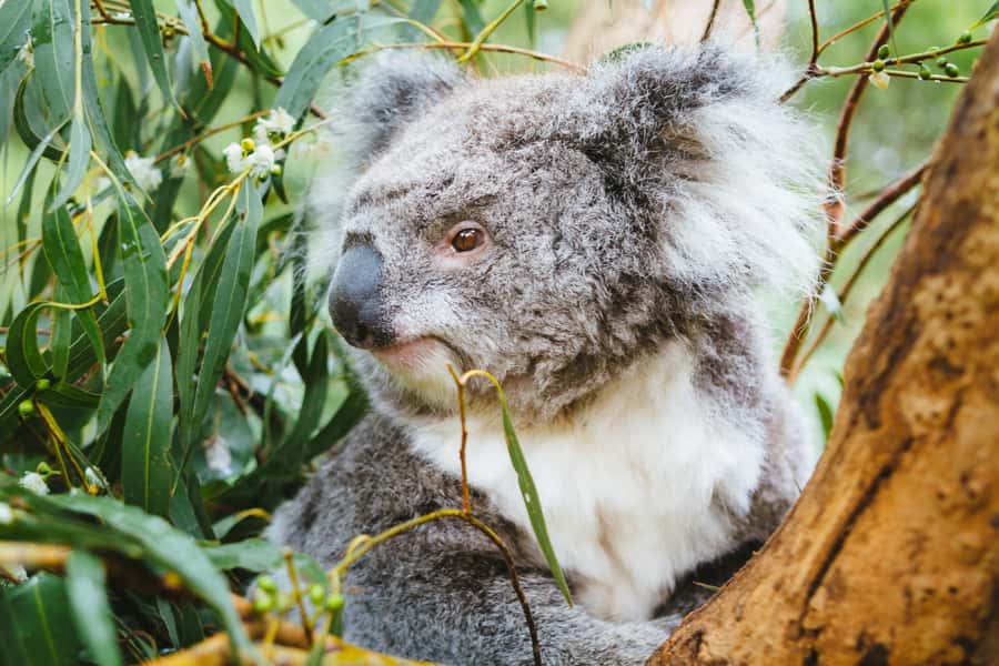 From Melbourne: Puffing Billy Steam Train & Wildlife Tour - Who will enjoy this tour most