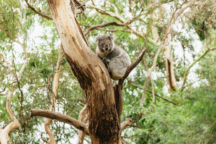 From Melbourne: Small-Group Great Ocean Road Day Trip - Anglesea, Lorne, And The Coast